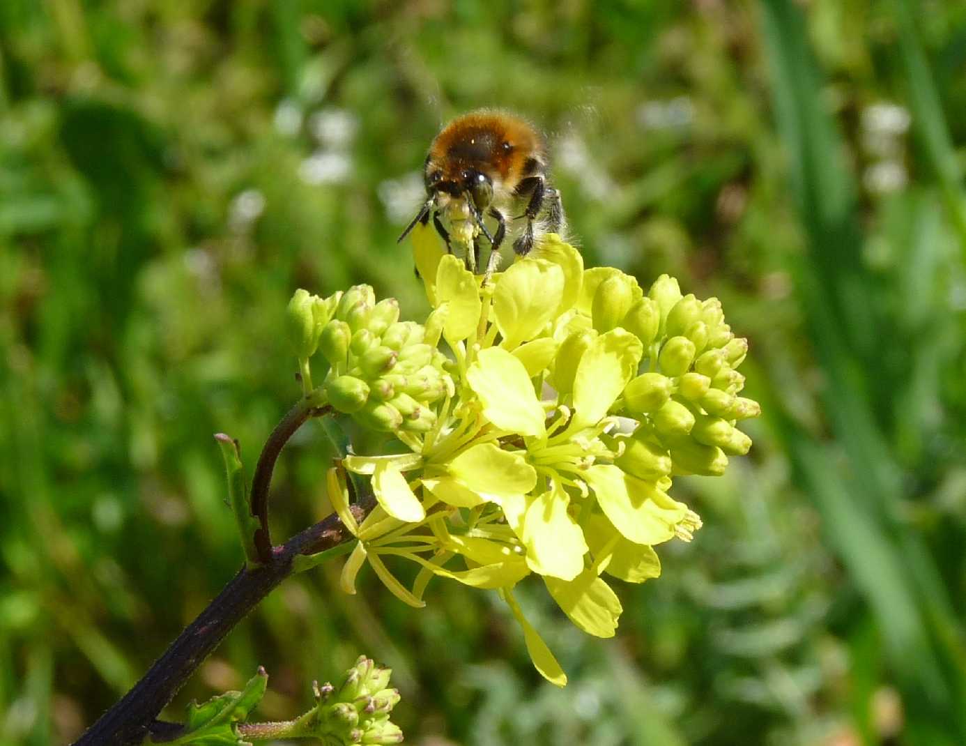 maschio di Anthophora dispar